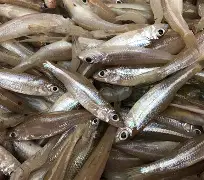 柏辽兹误入水沟高富帅有没有入切尔西？
